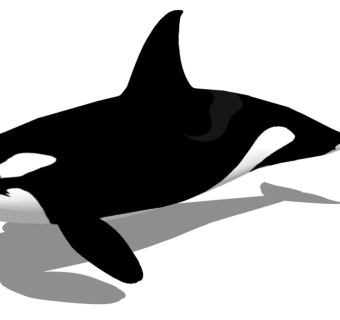 精品动物模型 虎鲸